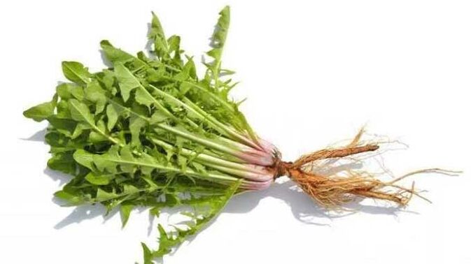 Kiaulpienės šaknis NEOflorax